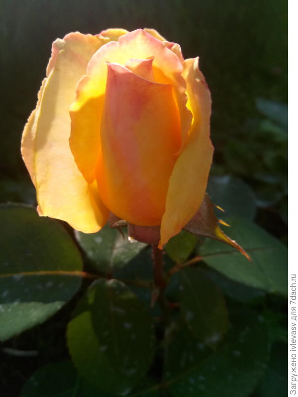 Солнечного настроения