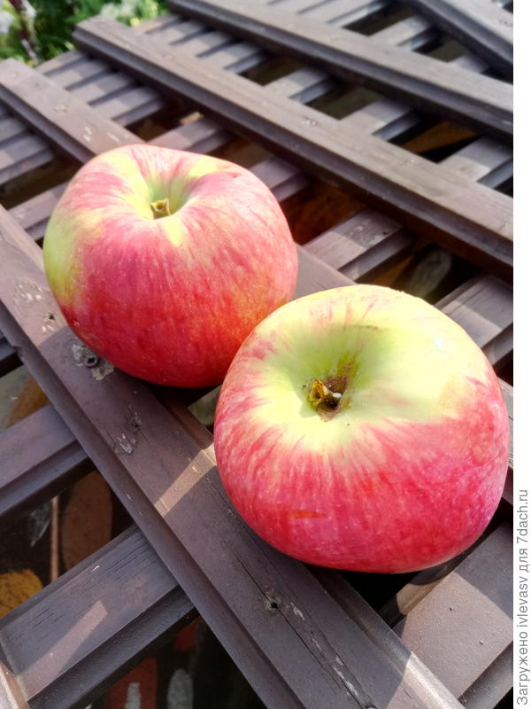 Спасибо! Угощайся!