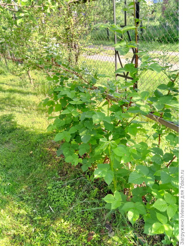 Весной ветки к перекладине привязываю