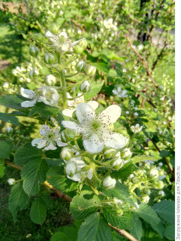 Цветет всегда красиво