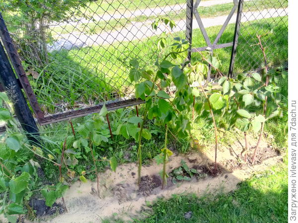 Неделю назад еще посадила ежевику,  друзья привезли