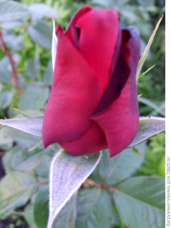 С началом осени!