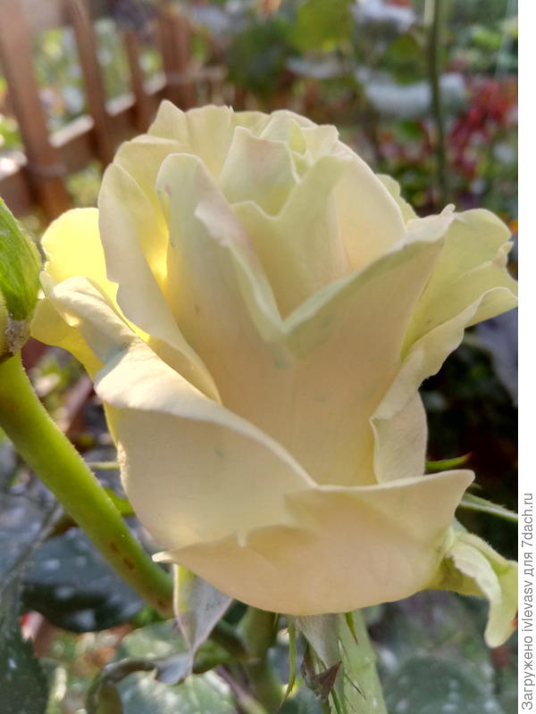 Хорошего всем настроения!