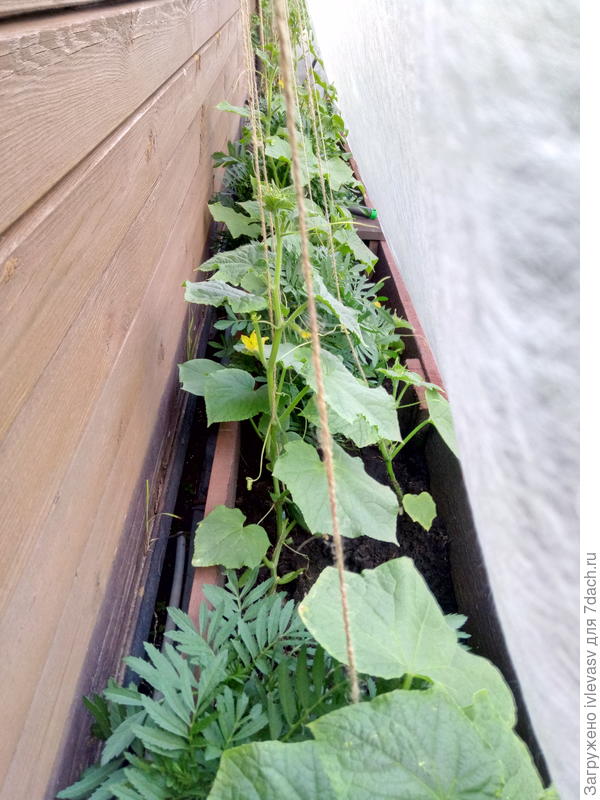 Белым притеняла огурцы от солнца при 30 градусах