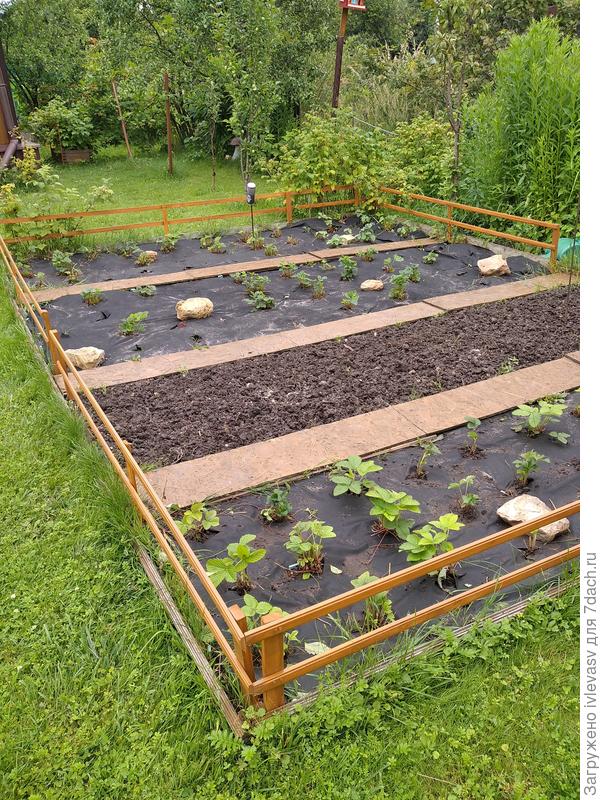 для клубники