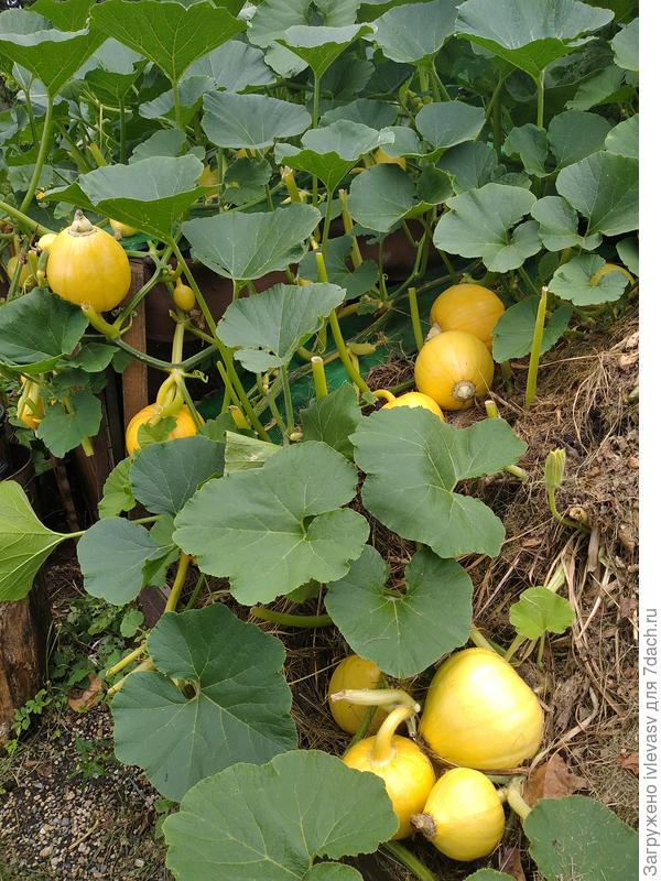 тыкву сажаю в компостную яму