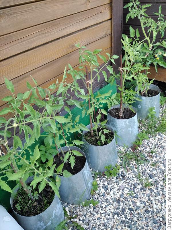 для томатов