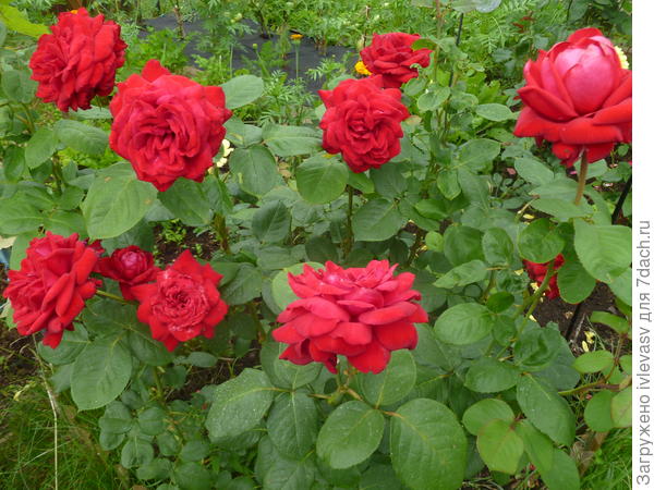 А я - свекровь.