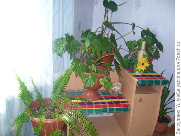 комнатные растения