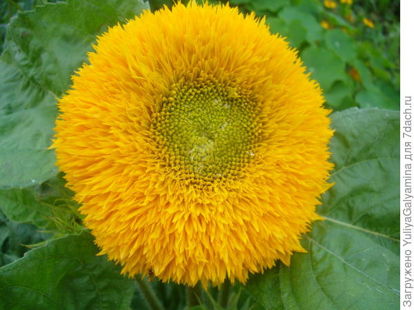 декоративный подсолнечник