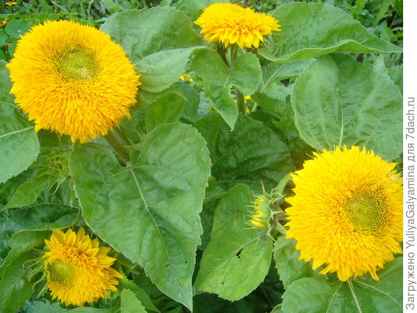 декоративный подсолнечник