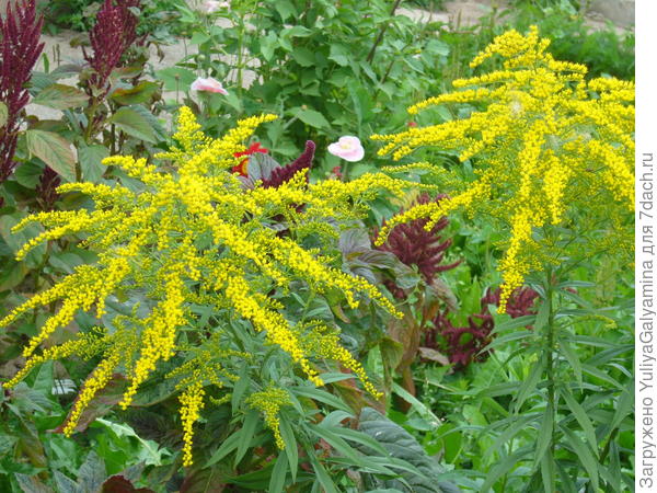 золотарник