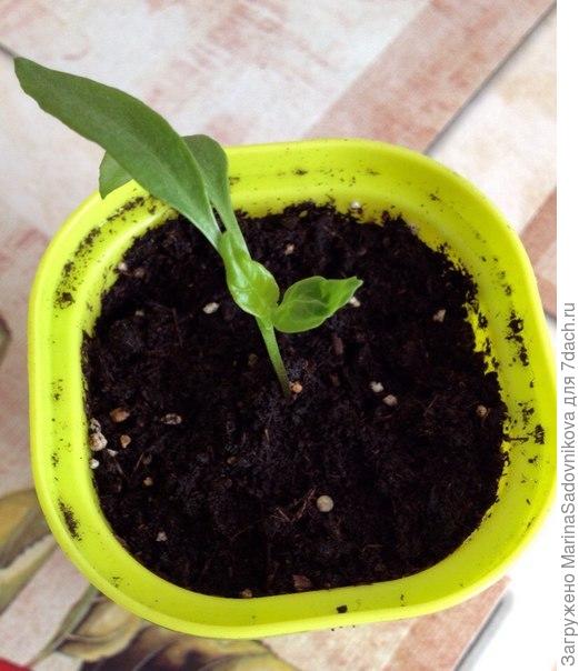 горький перчик