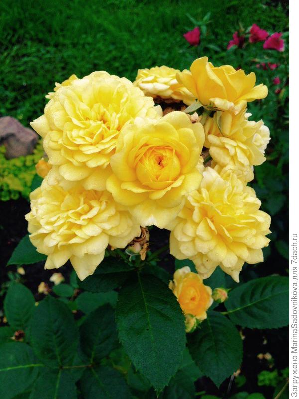 Анни Дюперей