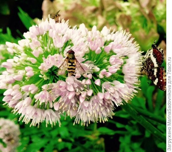 Крылатые подруги на цветущием луке!