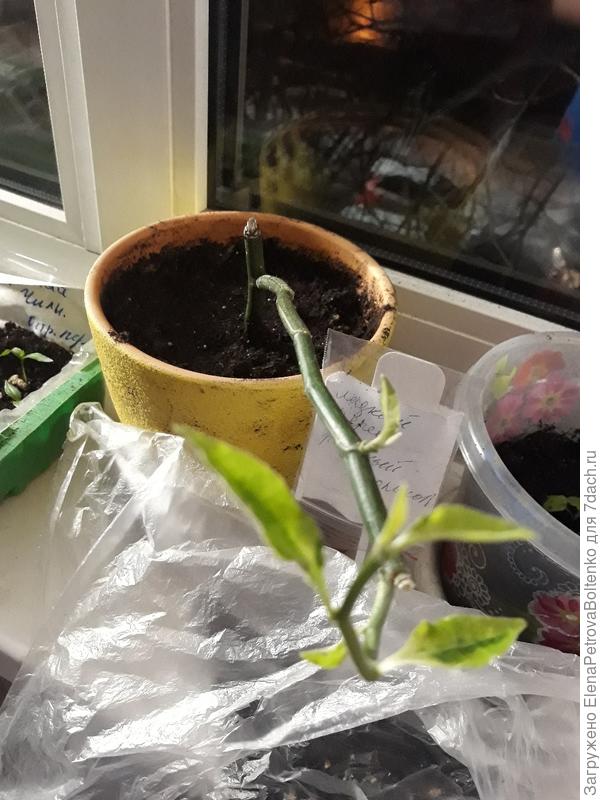 Комнатный цветок