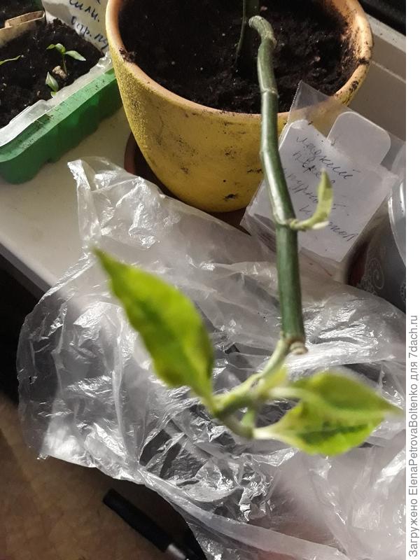 Комнатный цветок.