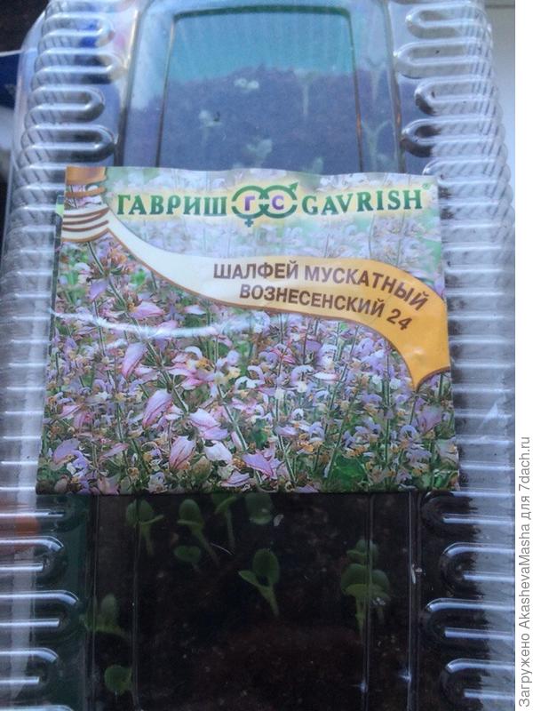 Шалфей