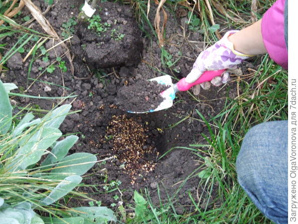 Добавление набухших семян в посадочную яму. Фото автора