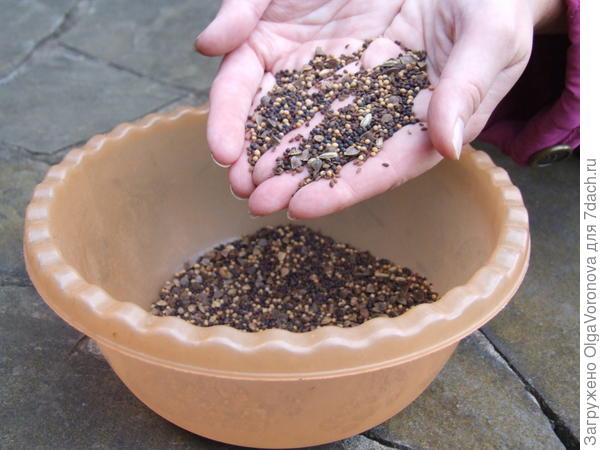 Семена сидератов можно использовать при посадке саженцев. Фото автора