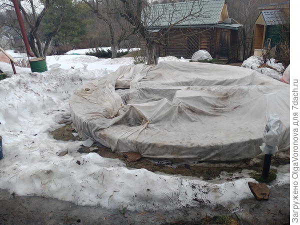когда сойдёт снег, нужно снять укрытия и с других объектов в саду. фото автора