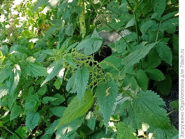 Крапива - лучшее растение для приготовления зеленного удобрения. Фото автора