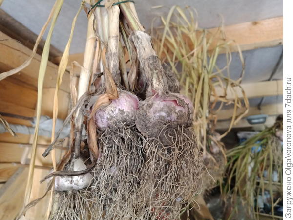 Česnek se používá jako součást lidových léků na phytophthora. Autorova fotka