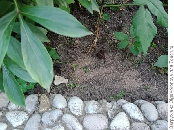 Удобрение для цветов практически незаметно на поверхности почвы. Фото автора