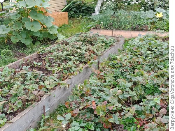 В августе нужно уделить внимание землянике садовой. Фото автора