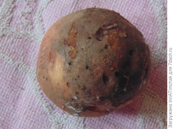 Жуковский ранний