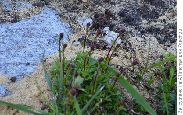 камнеломки белая и розовая