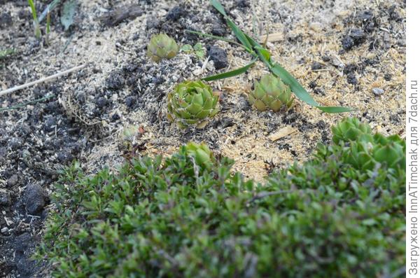 чабрец ползучий (2 видов) молодило кровельное