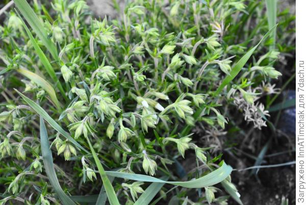 флоксы шиловидные розовый и белый