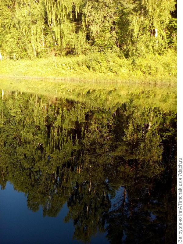 отражение леса в реке
