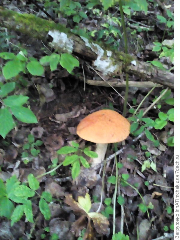 грибы в лесу