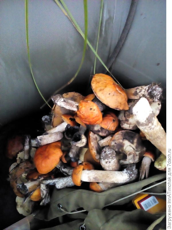 15 минут по дикому лесу