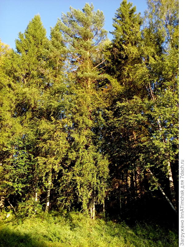 деревья на берегу