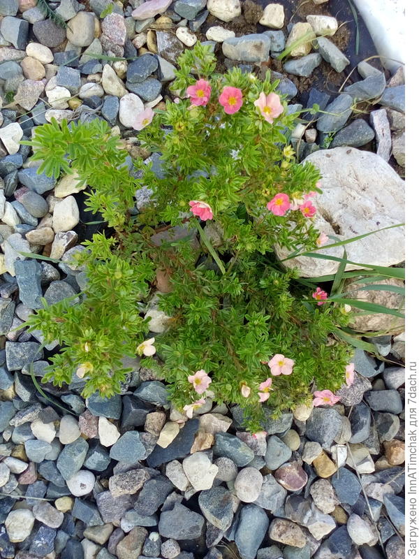 лапчатка розовая