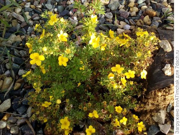 лапчатка жёлтая