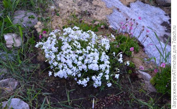 флокс белый и камнеломка