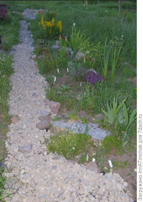 мой незаконченный ещё цветник