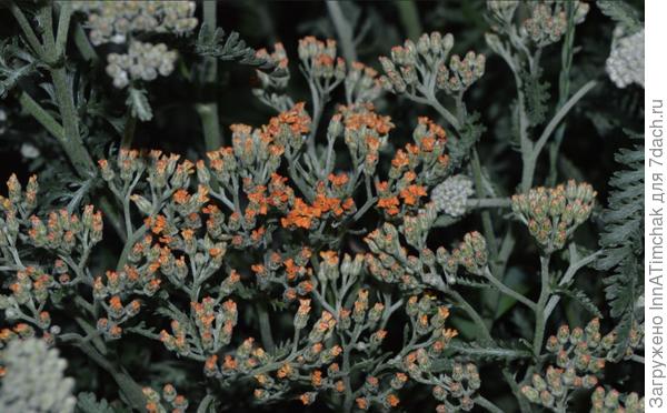 тысячелистник