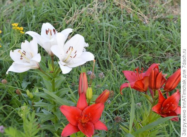 лилии