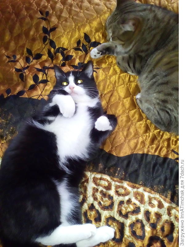 Дусьен и Мусьен)))