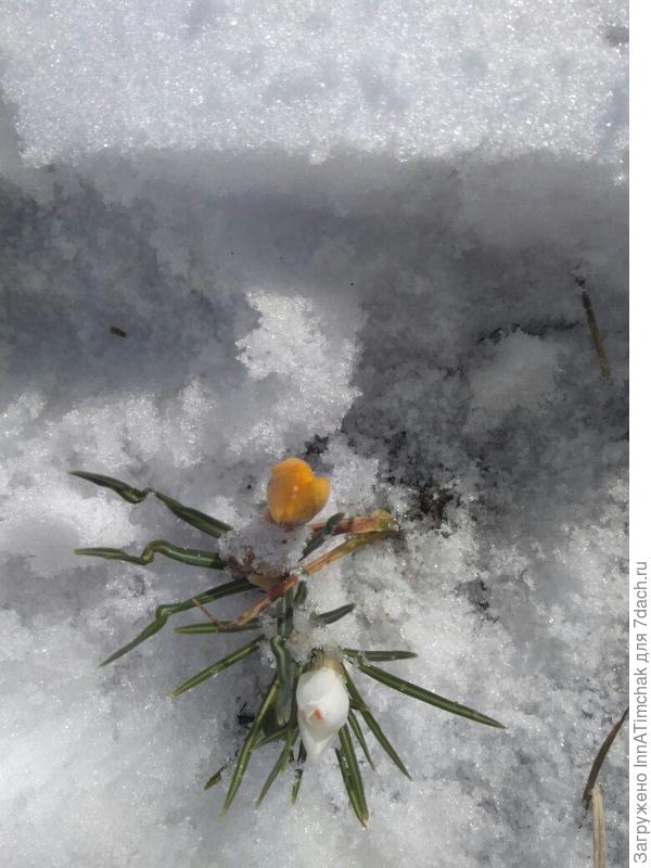 красавчики