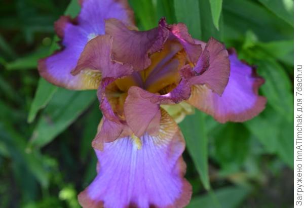 Xanthippe’s Halo