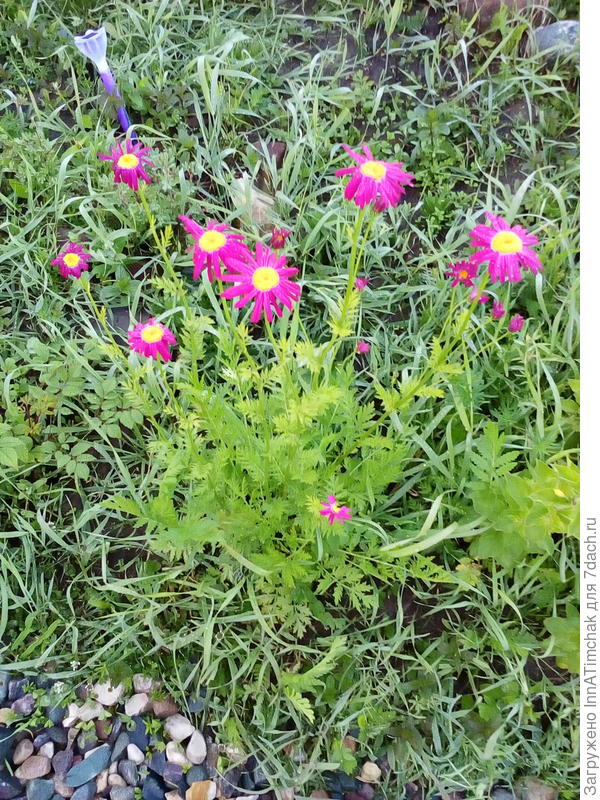 &amp;quot;ромашки&amp;quot;