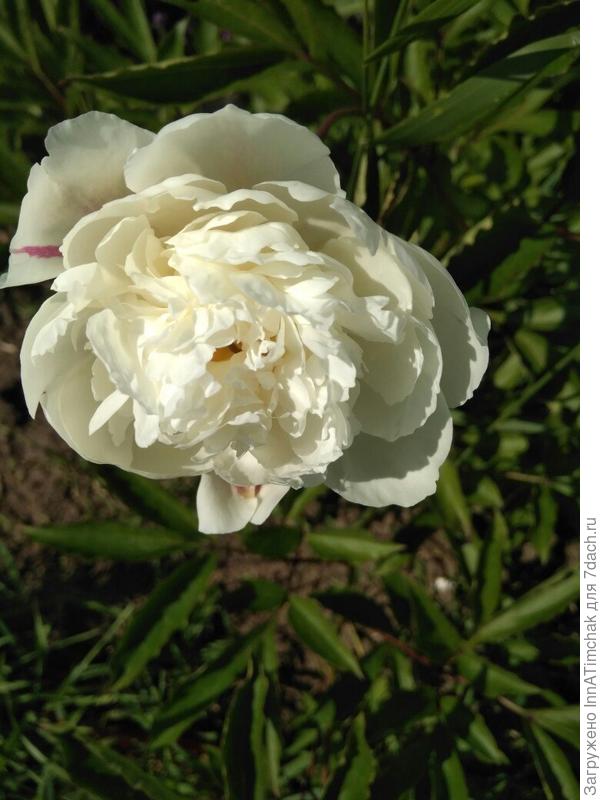 &quot;Черный прЫнц&quot;