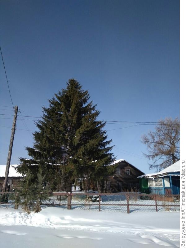 соседская ёлочка