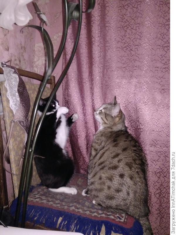 Мои девочки